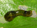 Caliroa cerasi larva